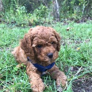 Meet your Posher, Alyse